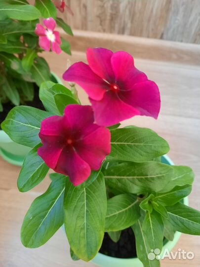 Катарантус