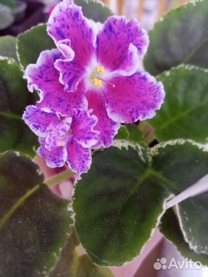 Фиалки сортовые