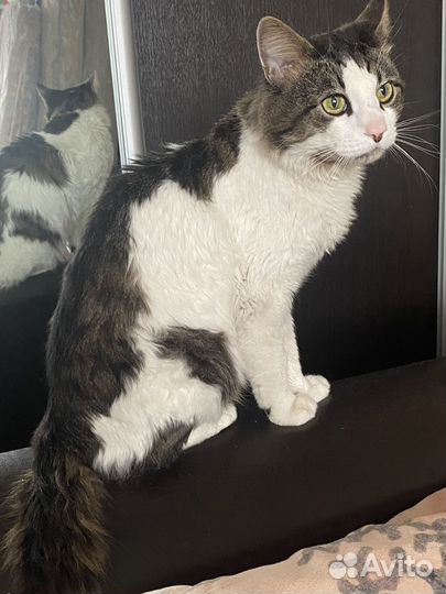 05.06.Найден кот домашний.Хозяин отзовись