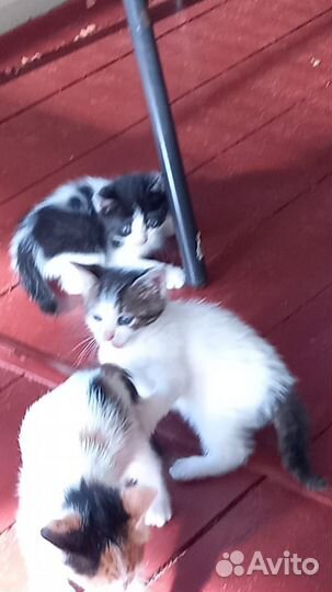 Котята 1,5мес ласковые ищут дом. Бросили в СНТ