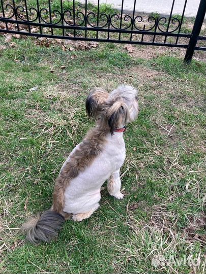 Стрижка собак с выездом к вам на дом,только москва