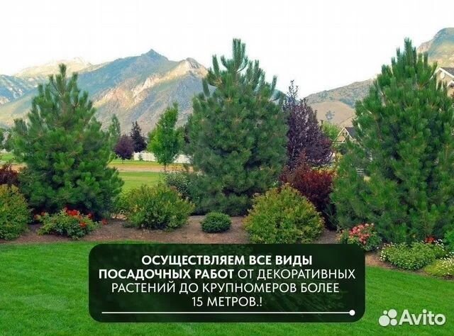 Сосна кедровая