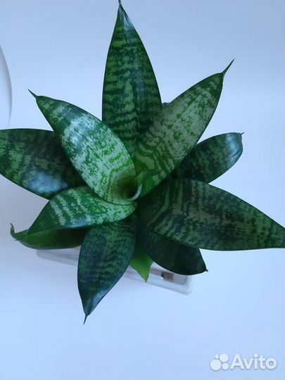 Сансевиерия Ханни, комнатные цветы