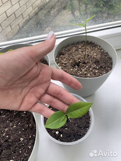 Гуанабана (аннона, суасет, сметанное яблоко)