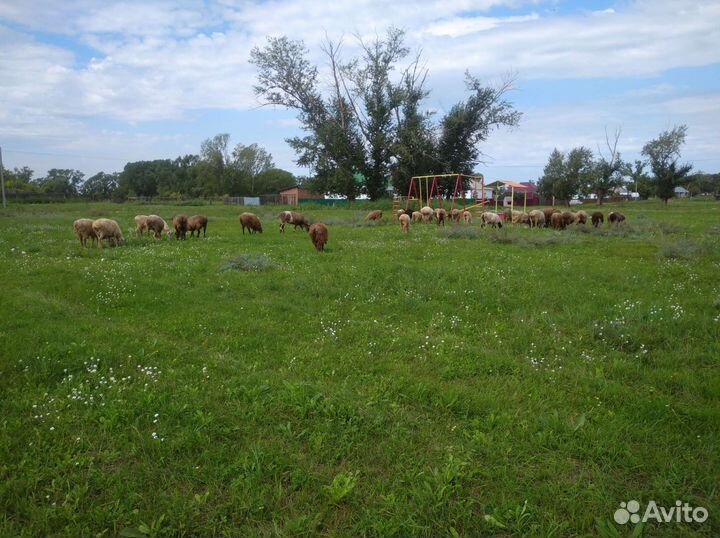 Курдючные бараны овцы