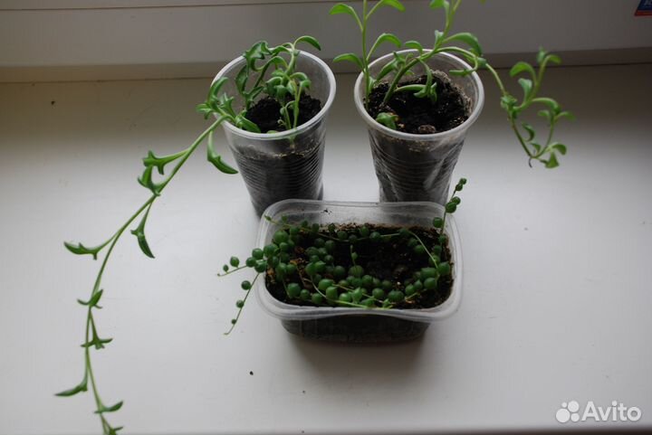 Комнатные растения: Крестовники