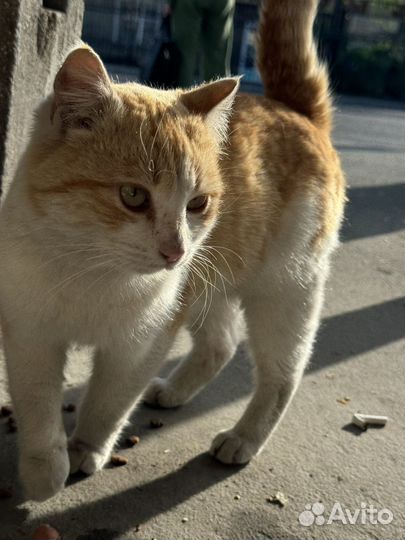 Рыжий котик ищет дом