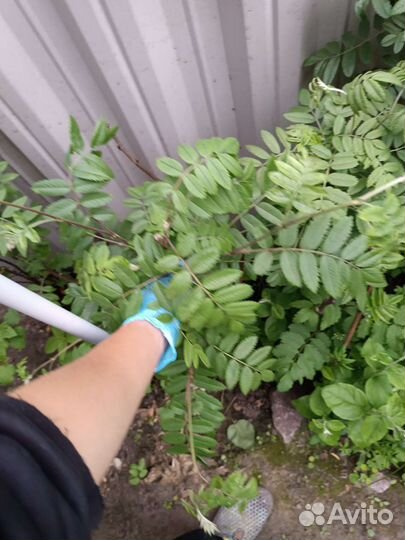 Рябина рубиновая