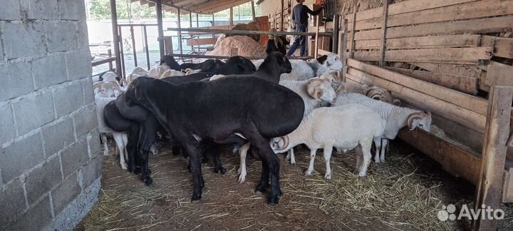 Быки и бараны