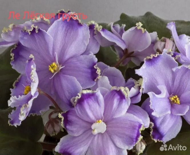 Фиалки,обновлено 10.05