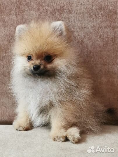 Мини померанцы