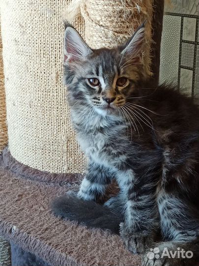 Котята мейн-кун полидакт