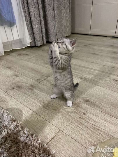 Кот на вязку (Скоттиш-страйт)