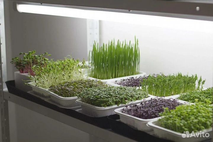 Микрозелень