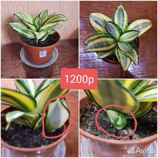 Сансевиерия Ханни Голд с детками