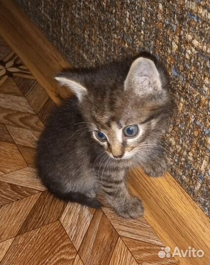 Котята,3 мальчика и 1 девочка,в дар бесплатно