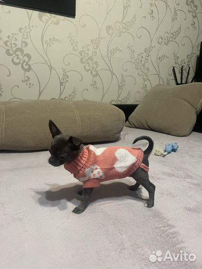 Одежда для собак