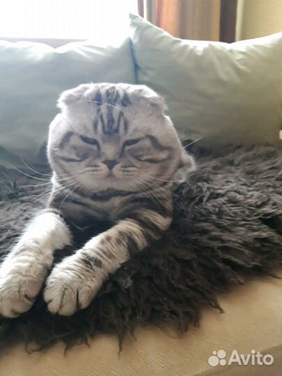 Шотландский вислоухий породистый кот на вязку