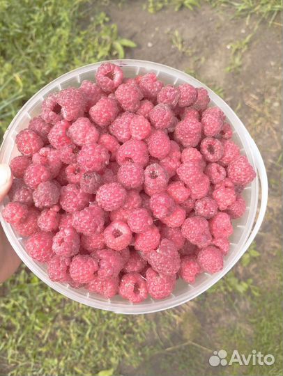 Малина ягоды свежая