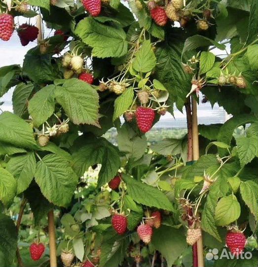 Саженцы малинового дерева Таруса
