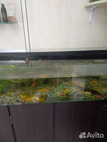 Аквариум