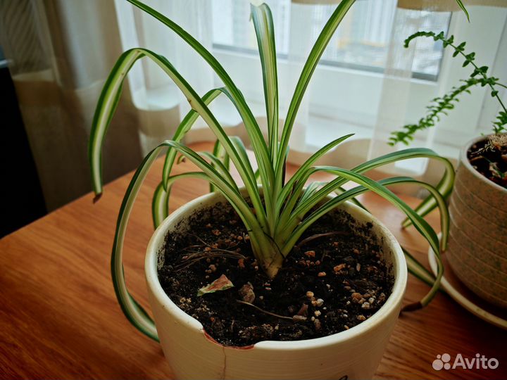 Хлорофитум