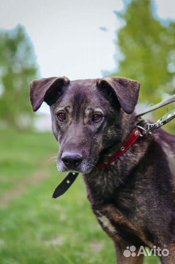 Невероятной нежности собака ищет дом