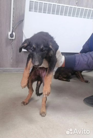 Собака в добрые руки