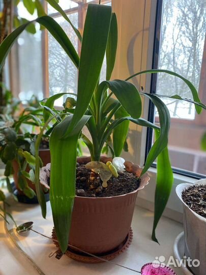 Пальма юкка