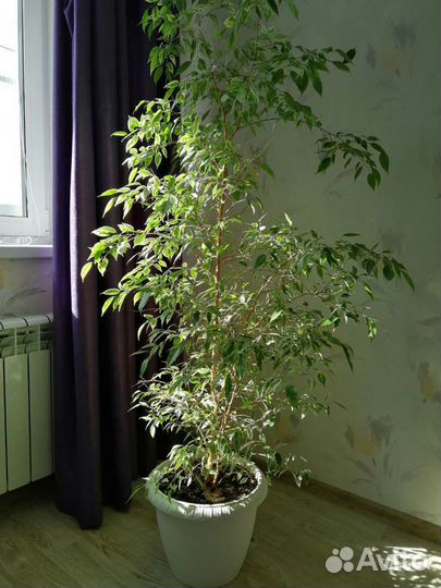 Фикус бенджамина