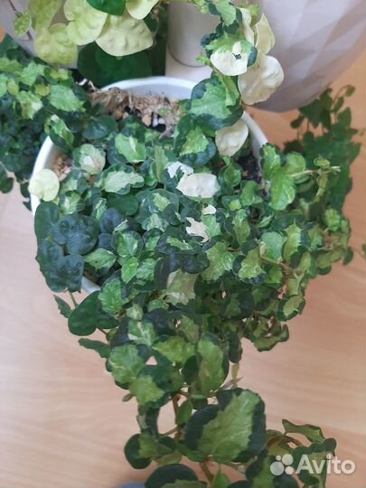 Фикусы пумилы, каллизии, пеперомии и другие