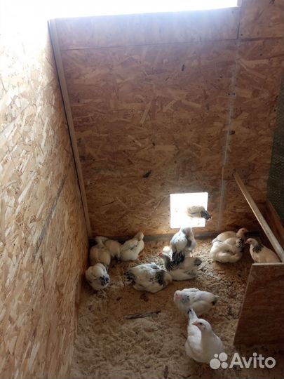 Петушки Адлерской Серебристой