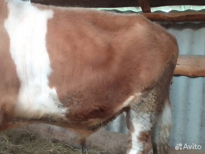 Быки на мясо