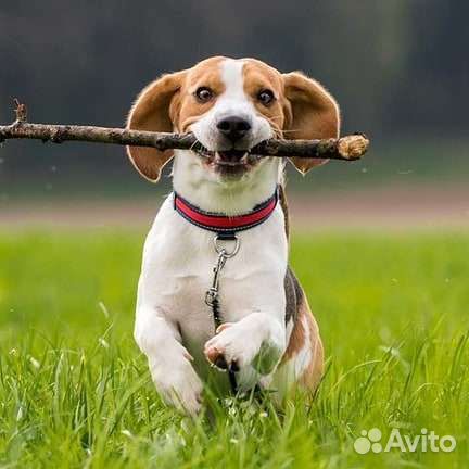 Кинолог (обучение, воспитание, коррекция собак)