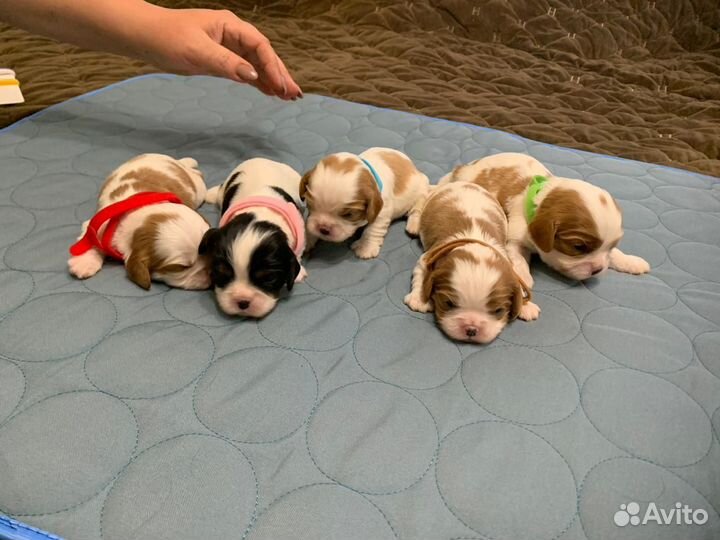 Кавалер Кинг Чарльз Спаниэль