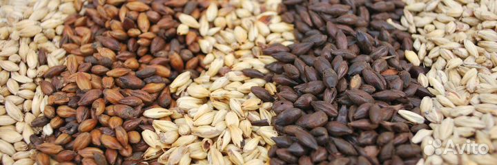 Солод Курский в ассортименте