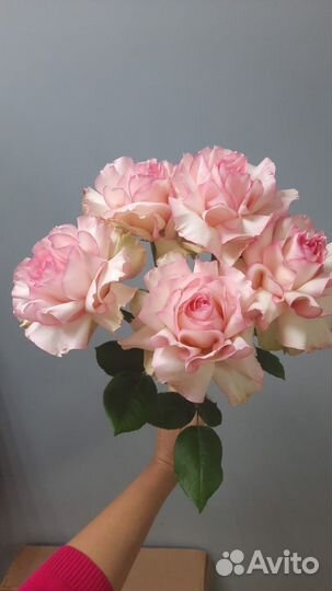 Букет из 9 французских роз с эвкалиптом