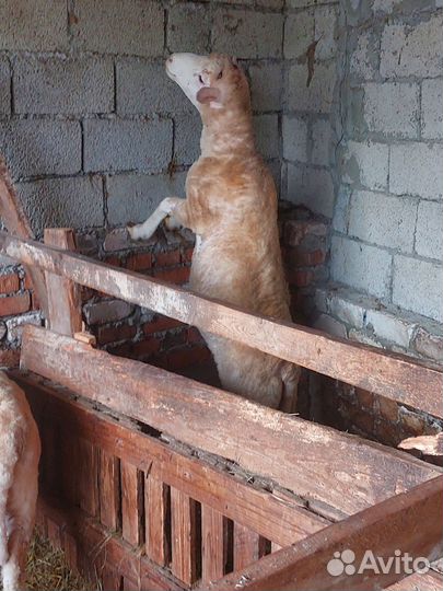Овцы бараны ягнята