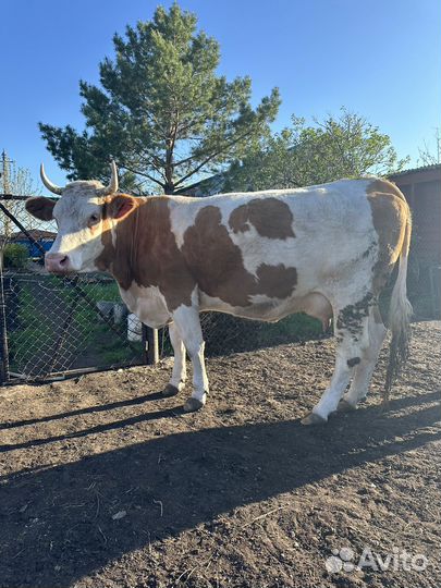 Корова стельная дойная