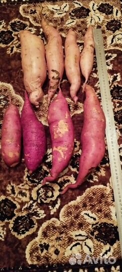 Батат,сладкая картошка