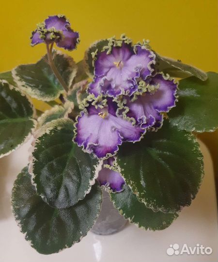 Фиалки цветущие, пасынки, детки