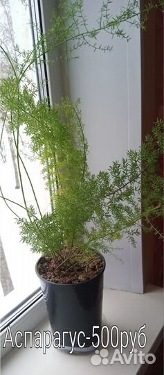 Аспарагус