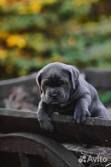 Щенки кане корсо