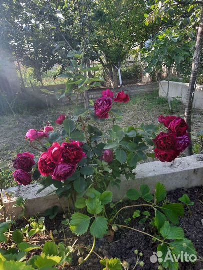 Розы разных сортов