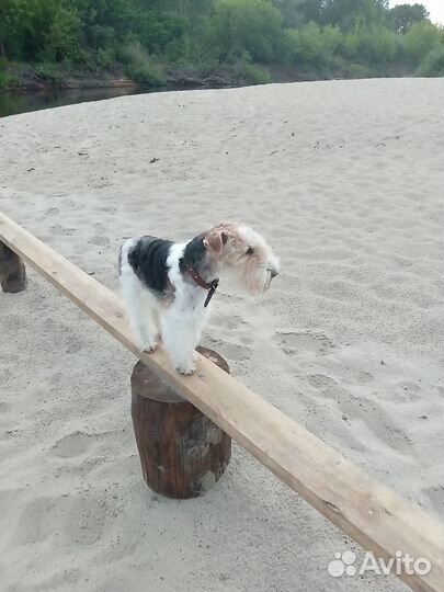 Фокстерьер для вязки