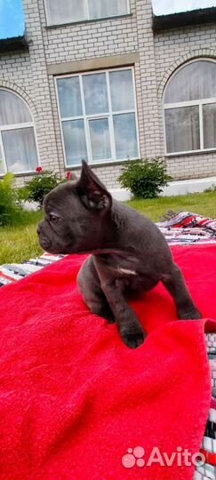 Щенки голубого французского бульдога