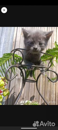 Отдам котят