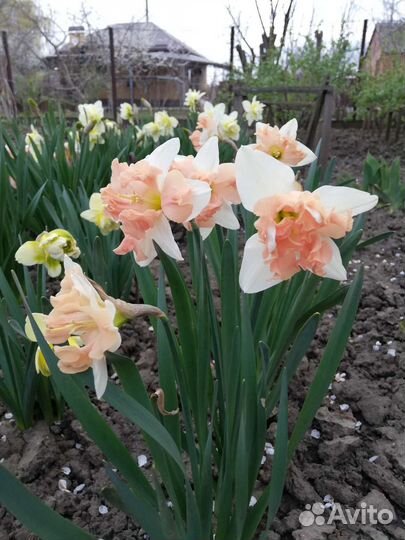 Микс из нарциссов