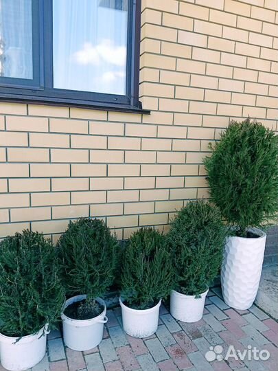 Хвойники, можевельники вертикалные