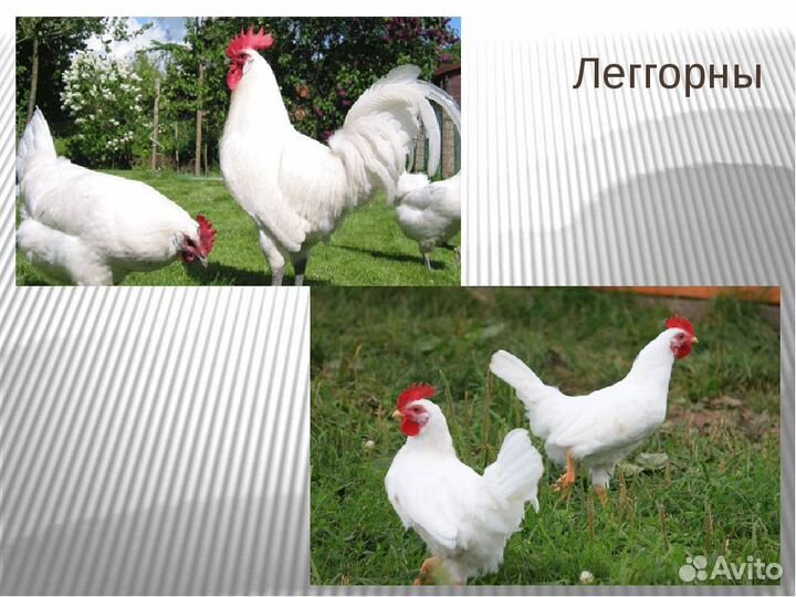 Куры Леггорн самое крупное яйцо 5 мес